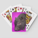 Search for baby pig playing cards Animal