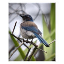 Search for birdwatcher posters Wildlife