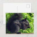 Search for melanistic Animal lovers