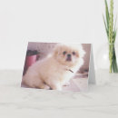 Search for pekingese dog cards Cute