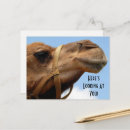 Search for camel quotes Desert