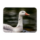 Search for goose magnets Nature