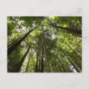 Search for tree trunk postcards Timber