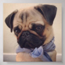 Search for mops posters Puppy