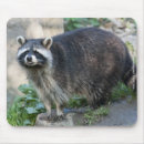 Search for the coon electronics Cute