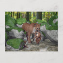 Search for cougar postcards Wild cat