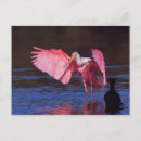Search for ding postcards Bird