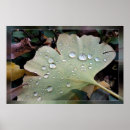 Search for drop leafs posters Background