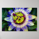 Search for flowering plants posters Blue