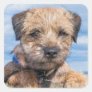 Search for border terrier stickers Animal