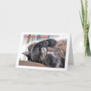 Search for maine coon cat birthday cards Kitty