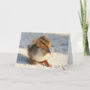 Search for quackers cards Bird
