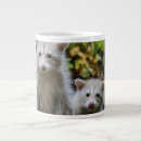 Search for albino mugs Animal