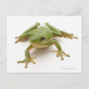 Search for tree frog Horizontal