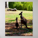 Search for joey kangaroo posters Baby