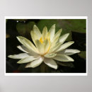 Search for lotus flower posters Waterlily