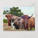 Search for nature border postcards Animals