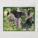 Search for bug collage postcards Butterflies
