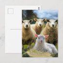 Search for flock of sheep postcards Lamb