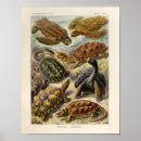 Search for snapper posters Ocean