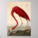 Search for american flamingo posters Birds of america