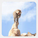 Search for baboons stickers Monkey