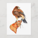 Search for falconry postcards Falconer
