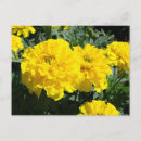 Search for yellow flower postcards Green