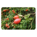 Search for edible magnets Red