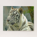 Search for white tiger puzzles Feline