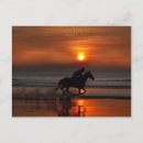 Search for orange horse postcards Sunset