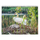 Search for robin bird calendars Wildlife