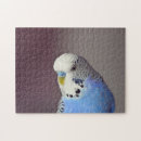 Search for parrots puzzles Budgerigar