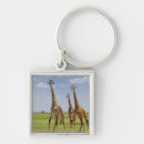 Search for giraffa Nature