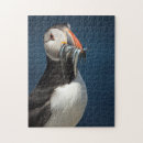 Search for puffin puzzles Wildlife