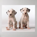 Search for dalmatian puppy posters Pets