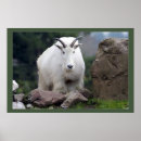Search for goat posters Animal