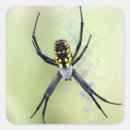 Search for black spider stickers Bug