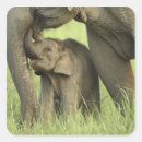 Search for india elephant stickers Wildlife