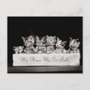 Search for tea lover postcards Cat