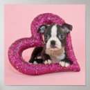 Search for getty posters Puppies