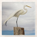 Search for florida coasters Bird