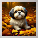 Search for shih tzu puppy posters Cute