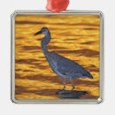 Search for st petersburg florida christmas tree decorations Sunset