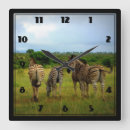 Search for zebra clocks Wildlife
