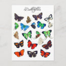 Search for antique butterfly illustration postcards Blue