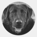 Search for labrador birthday stickers Pet