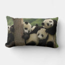 Search for giant panda cushions Sichuan province