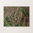 Search for grass puzzles Ornamental