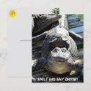 Search for gators postcards Reptile